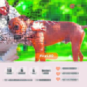 Maak ’n groot verskil en neem ’n hond of kat aan