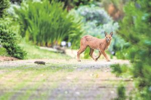 All about caracals