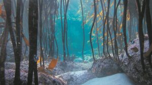 Are the great kelp forests key to boosting biodiversity?