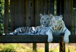 Knip ‘n uiltjie ná ‘n lang dag…