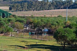 Klagtes oor diefstal naby Klapmuts-nedersetting