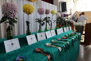 Krisante steel opnuut die kollig