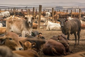 Foot-and-mouth disease spreads across Africa’s largest beef producer’s major feedlots