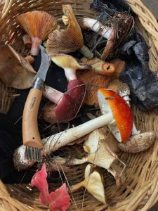 Let’s go foraging for mushrooms