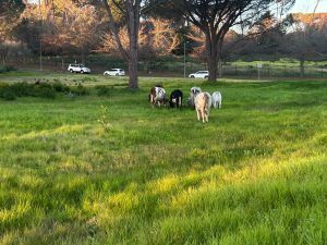 Beeste wei in woonbuurt