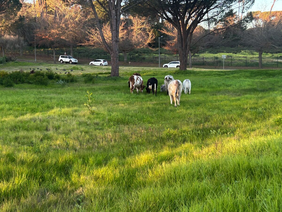 Beeste wei in woonbuurt
