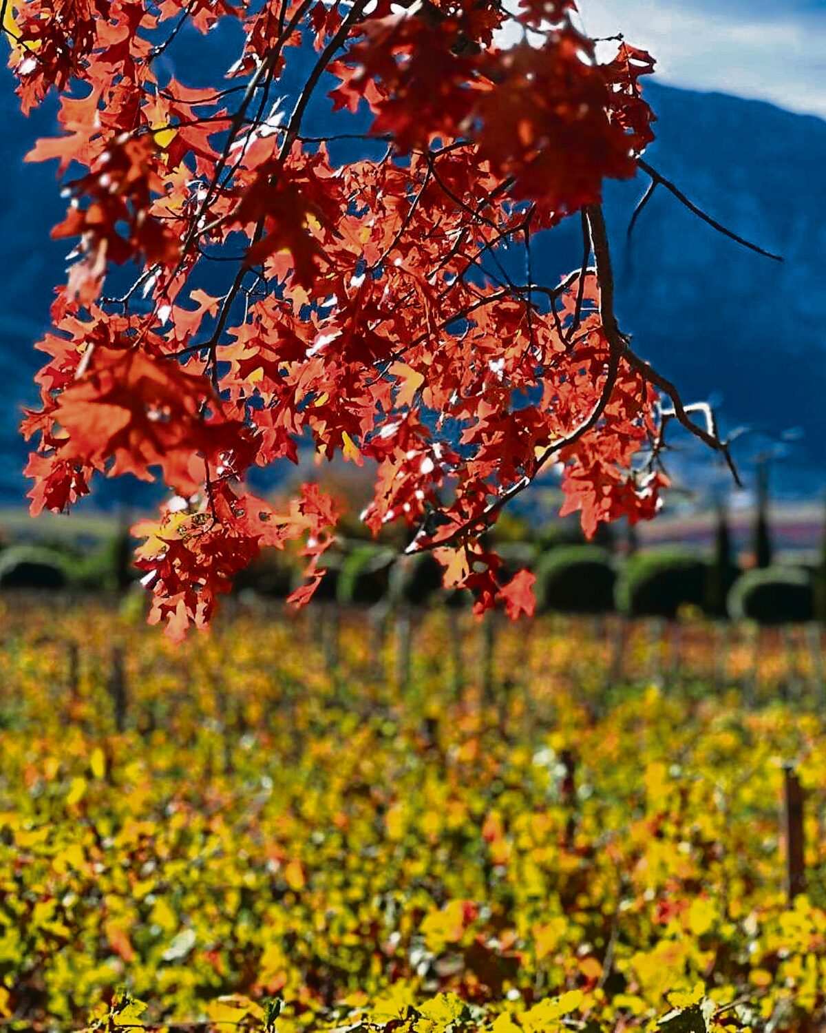 Ondersoek ná aanvalle op plase in Franschhoek ‘sloer’