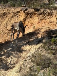 Kwagga nog op vrye voet in Franschhoek