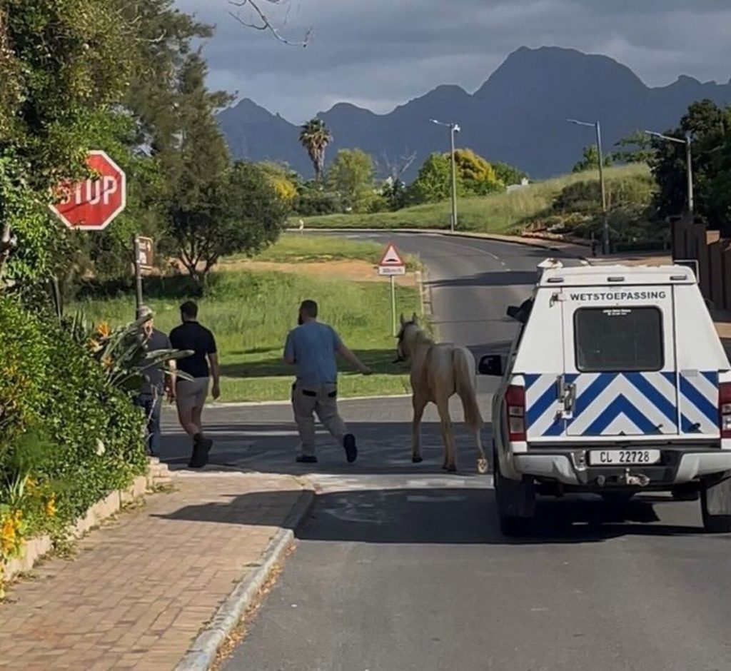 Law Enforcement escorted Spirit across the R44 to the Maties stables.