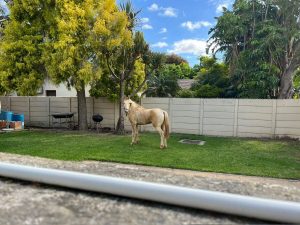 Photos | Wandering horse adventure in Die Boord