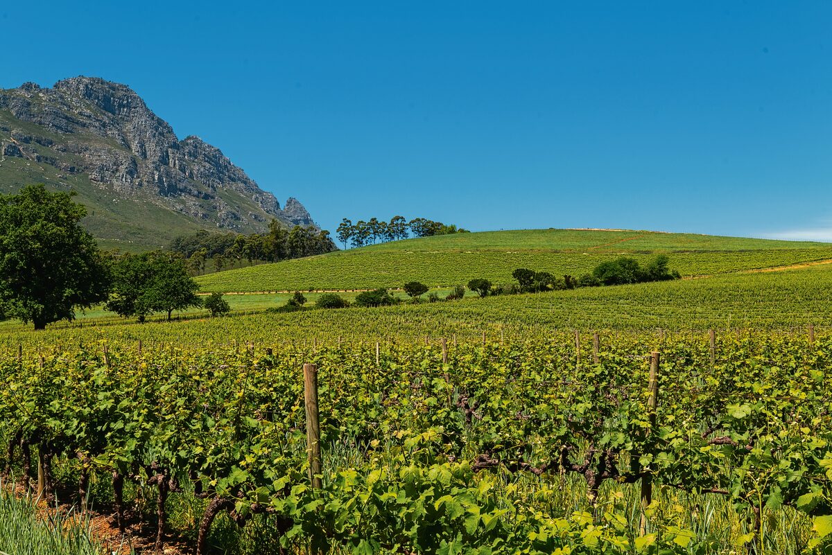 Visit Stellenbosch, tourism partners evaluates the year that was