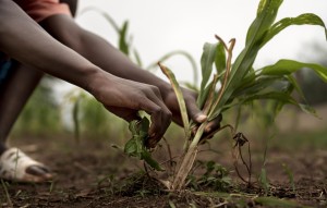 Photo | Transforming green spaces for generations in Stellenbosch