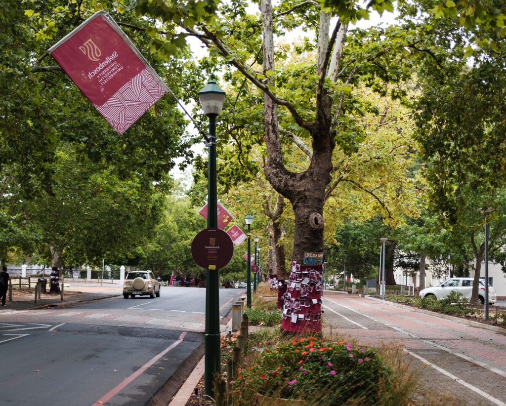 Trees lining Victoria Street adorned with the dreams of newcomer students. The 2026 Dream Walk will be held on Wednesday 28 January. Photo: Stefan Els