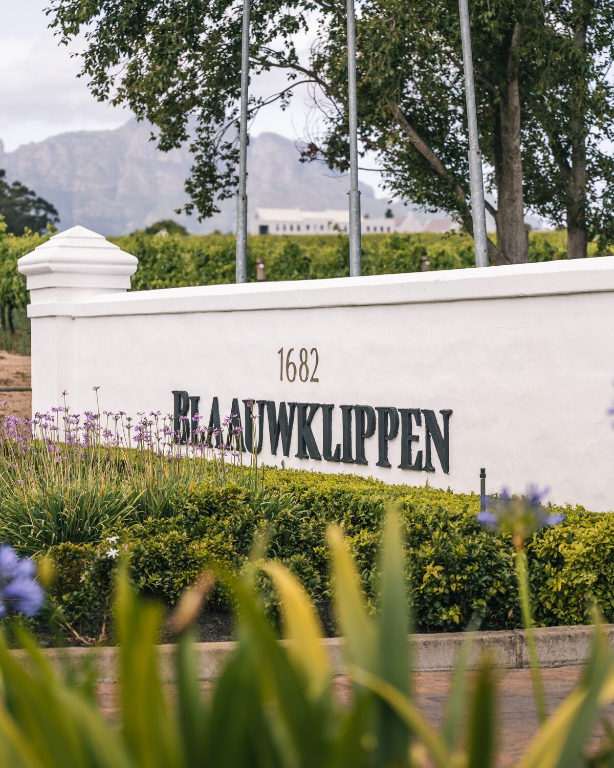 Break away to Blaauwklippen during Investec SA Open Championship weekend