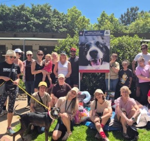 Animal Welfare Society Stellenbosch top animal-care body
