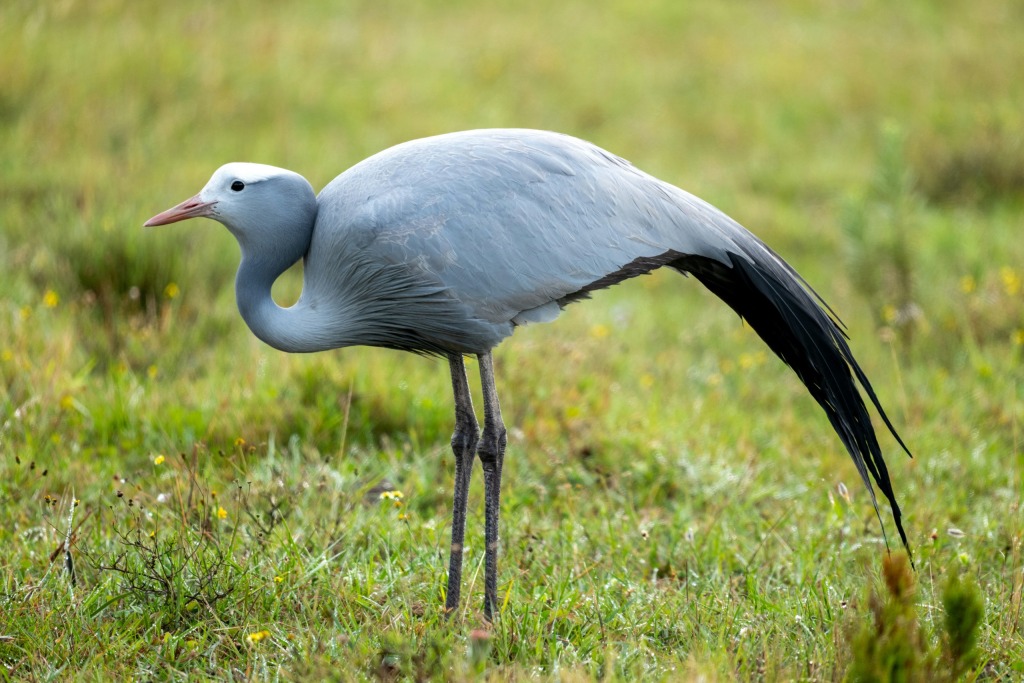 Blue Crane. Photo: Matthias Wesselmann/Unsplash