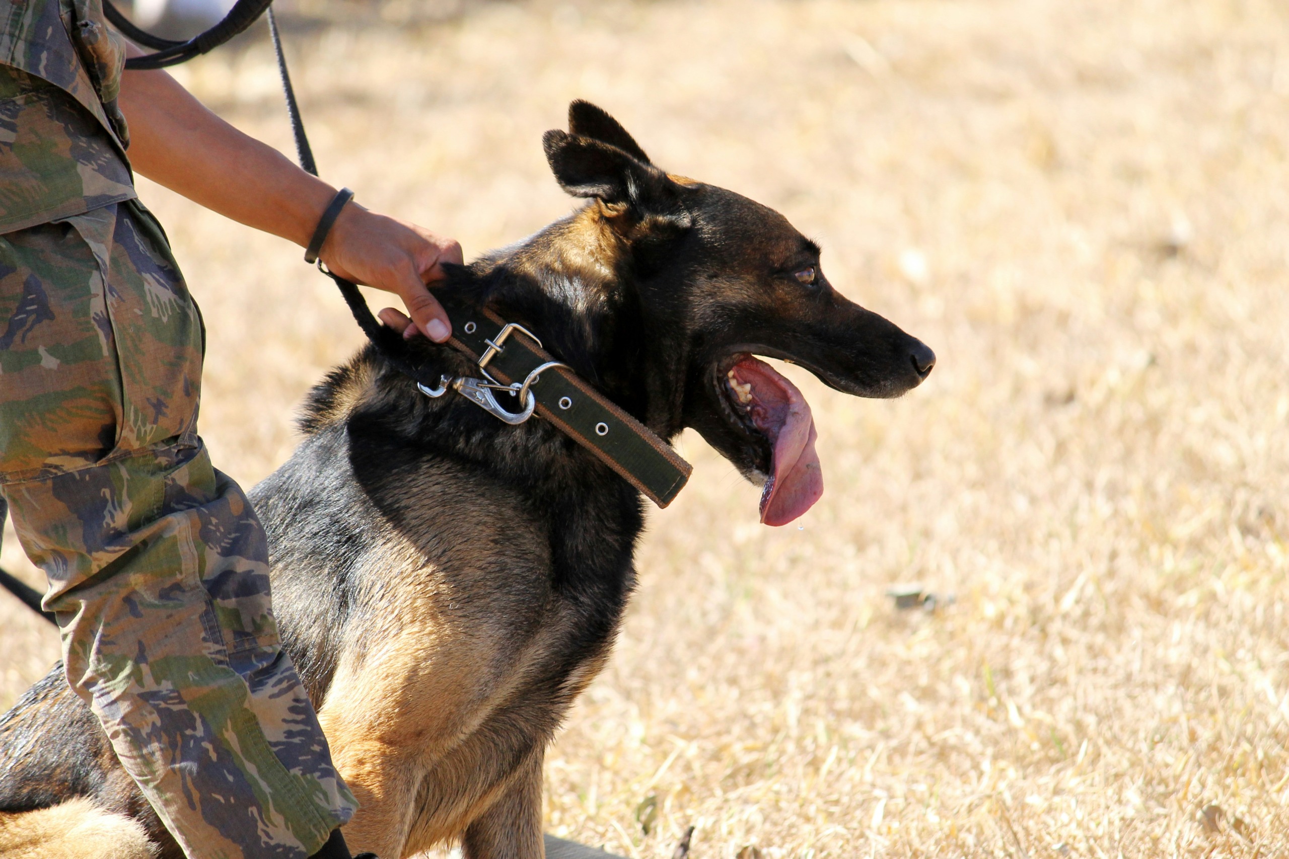 sniffer dog; K9 Unit; honde-eenheid; hond