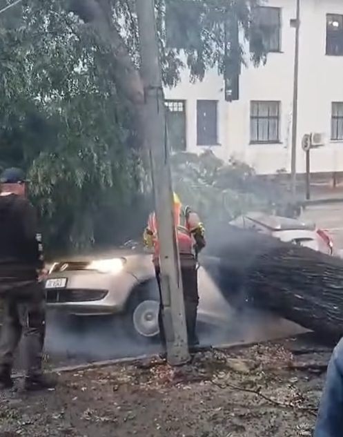 Lauren Fredericks, a social worker, died after a tree crushed her car. Photo: Screenshot