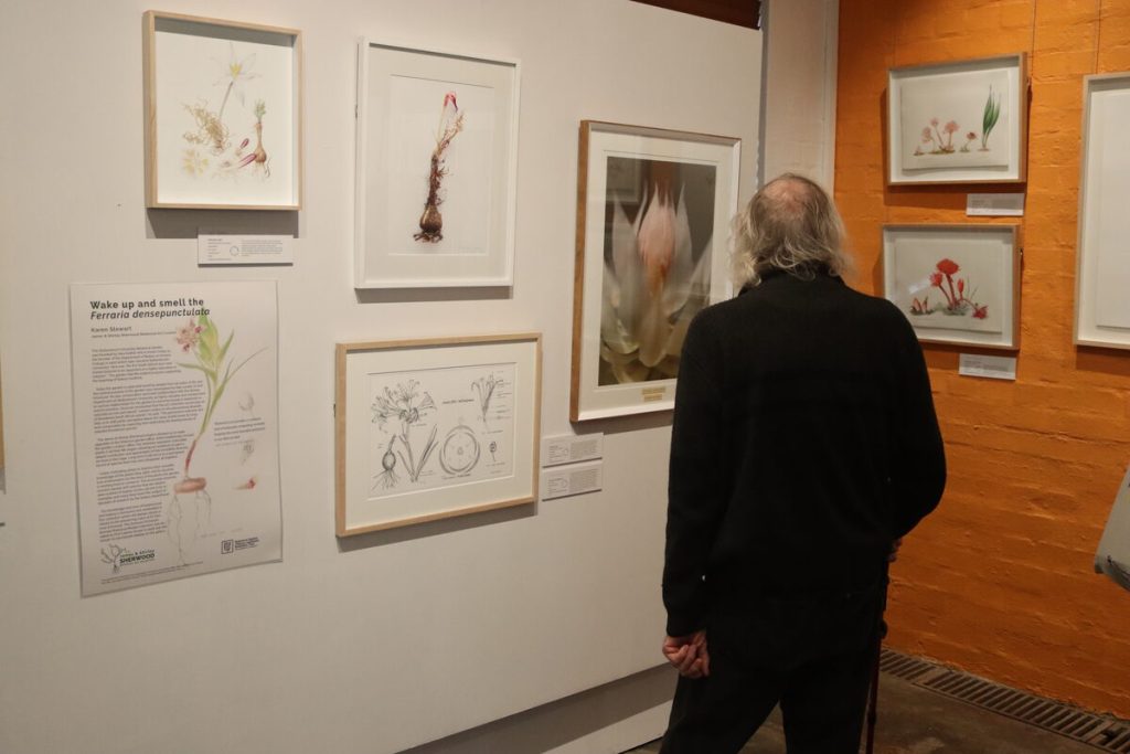 botany art expo at Stellenbosch University Botanical Gardens
