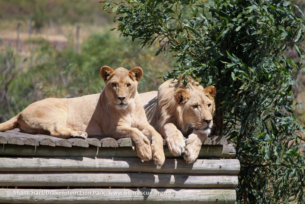 Drakenstein Lion Park