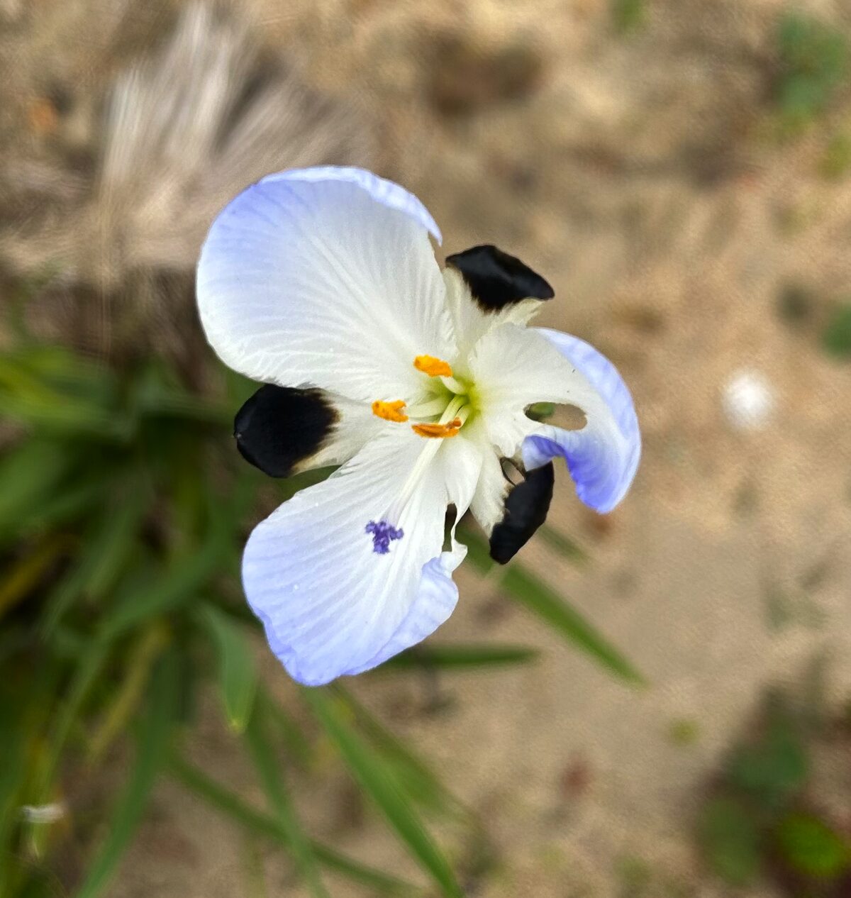 Seldsame blom by BioBlitz op Papegaaiberg herontdek