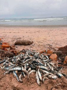Sardine die-off appears to be easing along South Africa’s coast