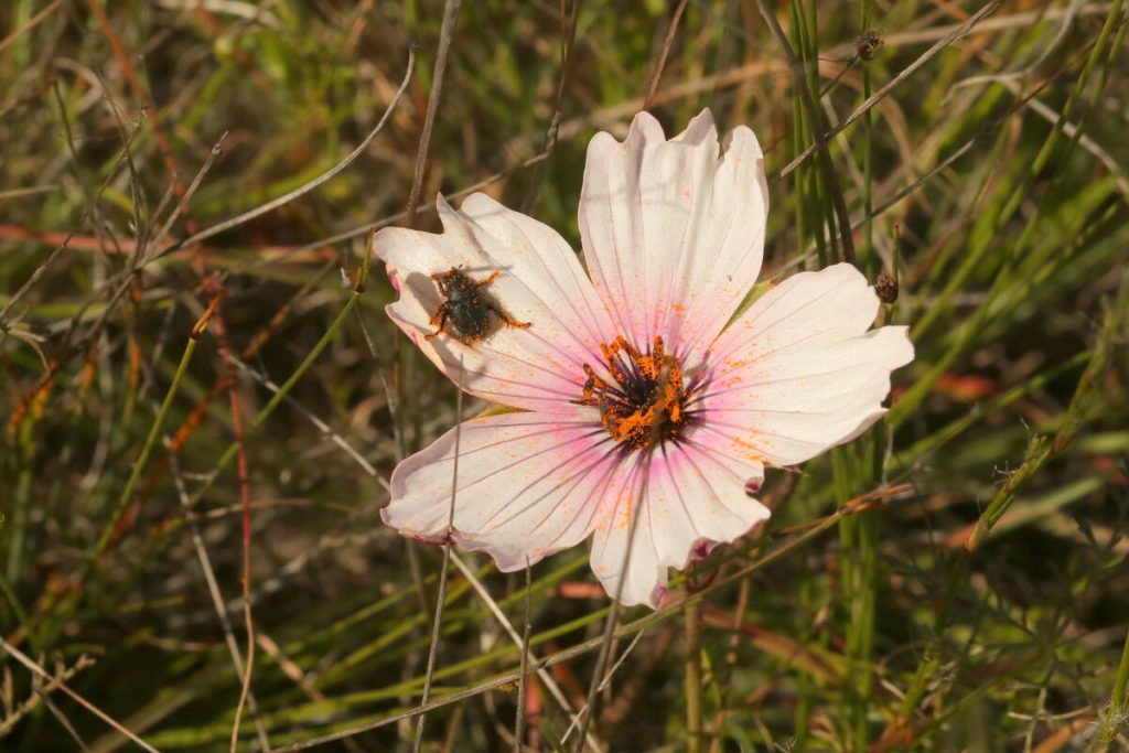 sambreeltjieblom (Monosonia Speciosa)