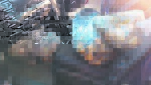 Abalone worth R1 million confiscated