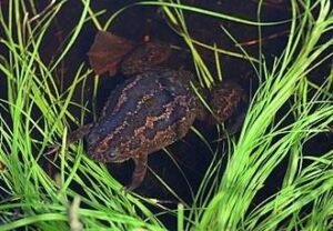 Endangered Platanna discovered