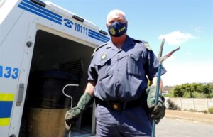 Slangvanger het sy hande vol