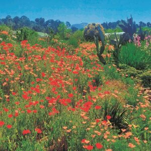 Goeie reënseisoen laat tuine blom