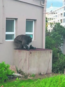 Use baboon-proof bins