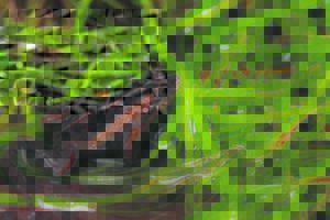 Night with the frogs