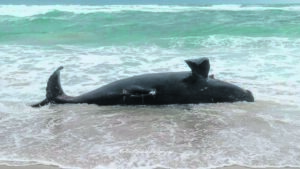 What to do when whales wash up
