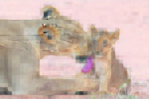 A mother’s love is true