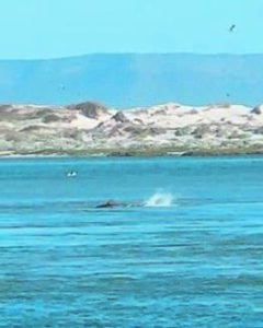 Bronze whaler shark spotted in Klein River Estuary mouth