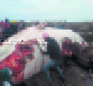 Locals butcher whale carcass