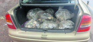 Abalone bust on N2