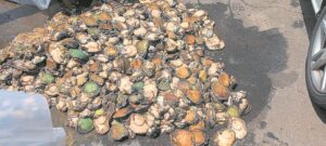 Four ‘abalone smugglers’ arrested
