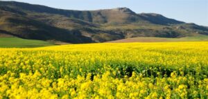 Locals fight mine plans