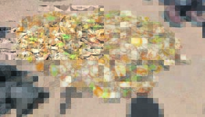 Abalone, drug crackdown