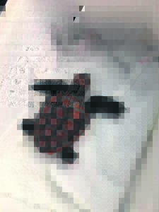 Be on lookout for tiny turtles