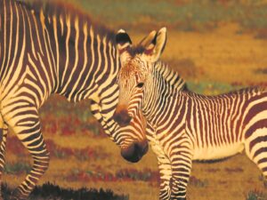 ‘Stripy’ happy at De Hoop