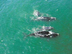 Walvisse en kalfies baljaar