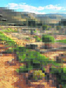 Begraafplase in die Overberg geplunder