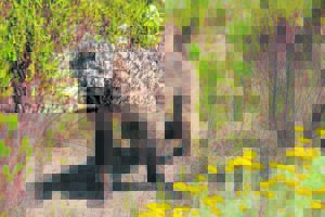 Progress made by baboon management