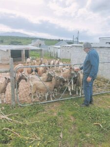 Waar olywe en bokke koning kraai