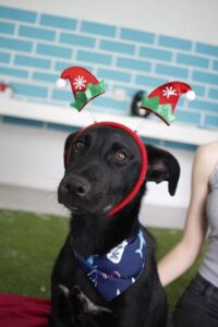 Labrador dood in onwettige hondegeveg