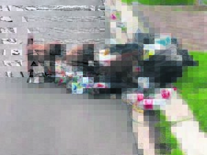 Use baboon-proof bins in problem areas of Hermanus