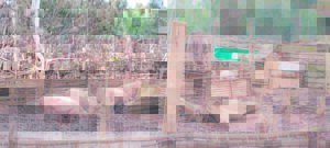 Local pig farm is no less than a shocking disgrace